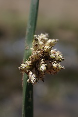Schoenoplectus muricinux