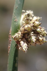 Schoenoplectus muricinux