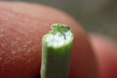 Schoenoplectus muricinux