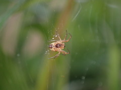 Araneus pratensis