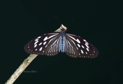 Ideopsis