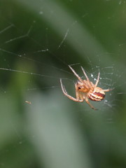 Araneus pratensis