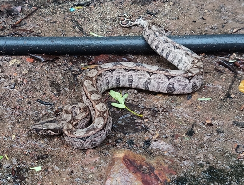 Mexican West Coast Boa Constrictor