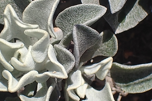 Image of Woolly Boneseed by no rights reserved