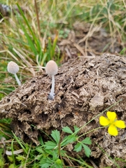 Coprinopsis pseudonivea