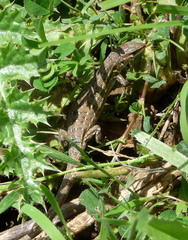 Psammodromus hispanicus