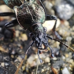 Carabus rugosus celtibericus