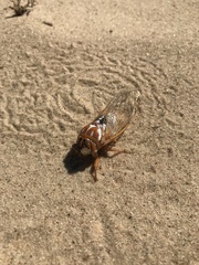 Megatibicen harenosus