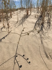 Phyllanthus warnockii