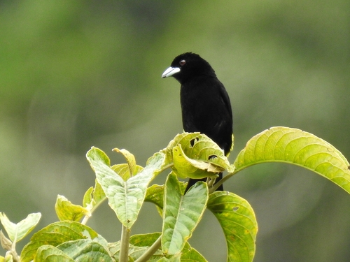 Flame-rumped Tanager (Ramphocelus flammigerus), photo 4