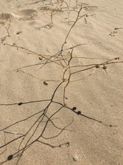 Phyllanthus warnockii