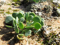 Othonna cacalioides