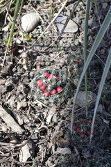 Escobaria missouriensis