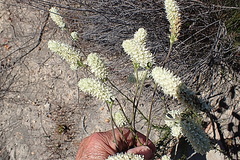 Phyllopodium elegans