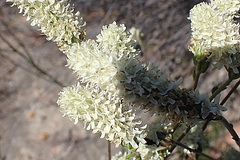 Phyllopodium elegans