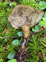 Lactarius olivaceoumbrinus