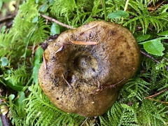 Lactarius olivaceoumbrinus