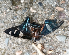 Jemadia
