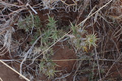 Berkheya pinnatifida stobaeoides