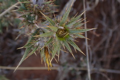 Berkheya pinnatifida stobaeoides