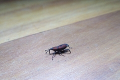 Rhodobaenus suturalis