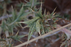 Berkheya pinnatifida stobaeoides