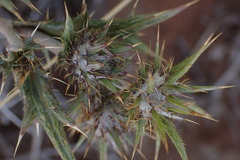 Berkheya pinnatifida stobaeoides