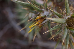 Berkheya pinnatifida stobaeoides
