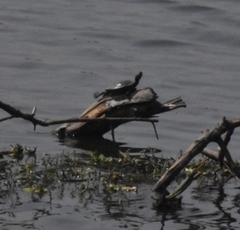 Trachemys scripta elegans