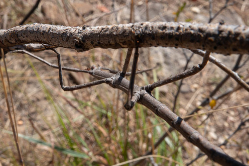 Achrioptera impennis