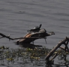 Trachemys scripta elegans