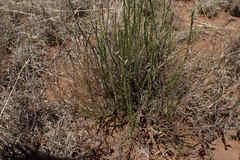 Selago densiflora