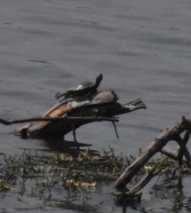 Trachemys scripta elegans