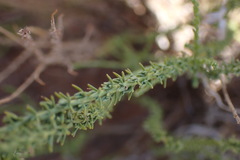 Selago densiflora