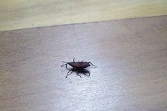 Rhodobaenus suturalis