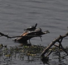 Trachemys scripta elegans