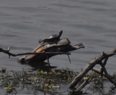 Trachemys scripta elegans