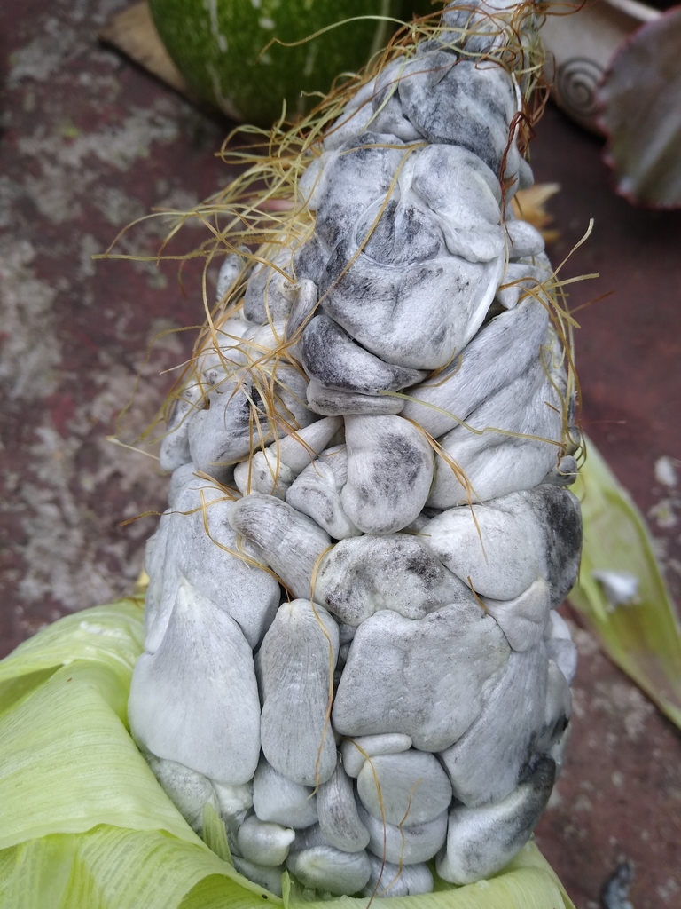 Smut fungi