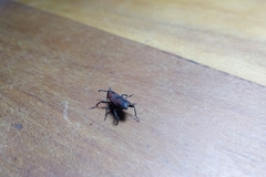 Rhodobaenus suturalis