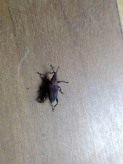 Rhodobaenus suturalis