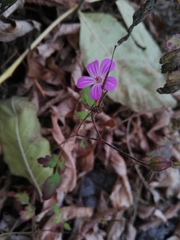 Geranium robertianum