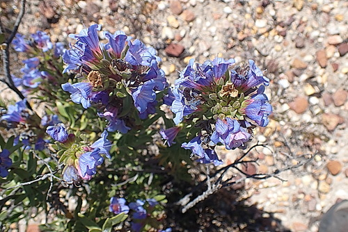 Image of Lobostemon marlothii by no rights reserved