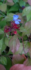 Ceratostigma plumbaginoides