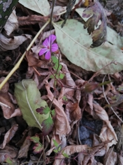 Geranium robertianum
