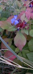 Ceratostigma plumbaginoides