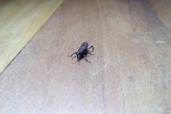 Rhodobaenus suturalis