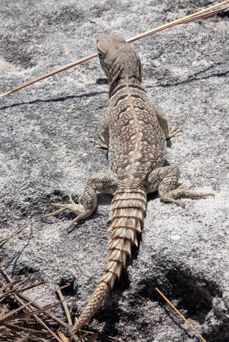 Merrem's Madagascar Swift