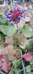 Ceratostigma plumbaginoides
