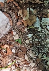 Vipera ursinii