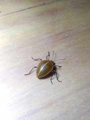 Ellipticus testaceus